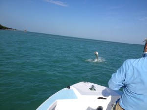 Toms tarpon 5